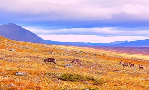 הפארק הלאומי סארק בשבדיה