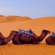 גמלים במדבר סהרה במרוקו