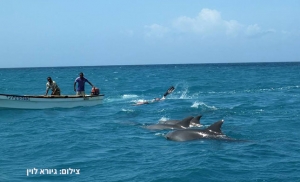 שחייה עם דולפינים בזנזיבר