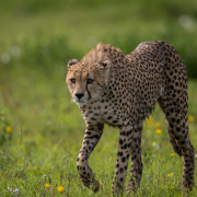 ספארי בטנזניה