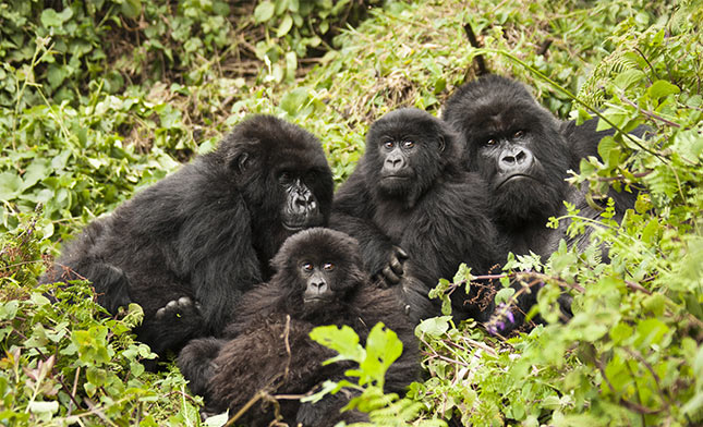 FAMILY OF GORILLAS IN RWANDA