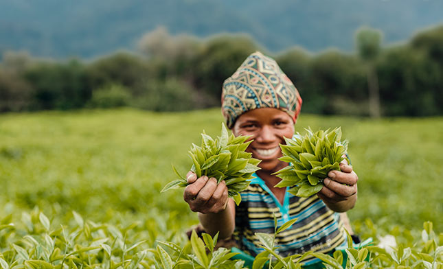 קוטפת תה ברואנדה
