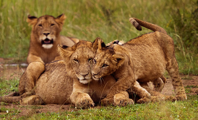 אריות באקגרה ברואנדה