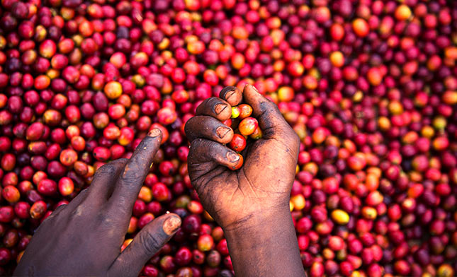 פולי קפה ברואנדה