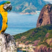 ברזיל אתרים שאסור לפספס