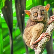 טיול לפיליפינים