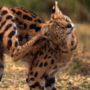 ספארי בטנזניה