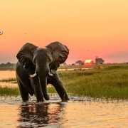ספארי בזמביה ובוצואנה