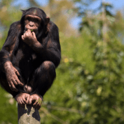 שמורת יער נונגווי רואנדה