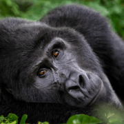 גורילת ההרים ברואנדה