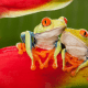 אילניות אדומת עין נחות על פרח- אחת ממיני הצפרדעים המרשימות בקוסטה ריקה