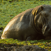 היפופוטם בשמורות הטבע של זמביה