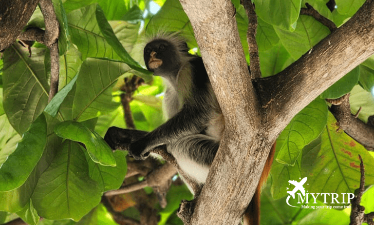 קוף קולבוס אדום - אנדמי לזנזיבר