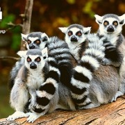 MADAGASCAR