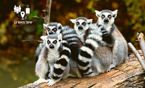 MADAGASCAR